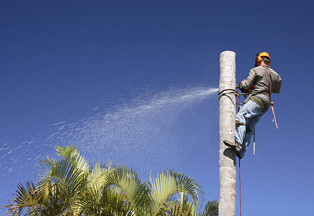 Professional Tree Care in New Bedford, MA